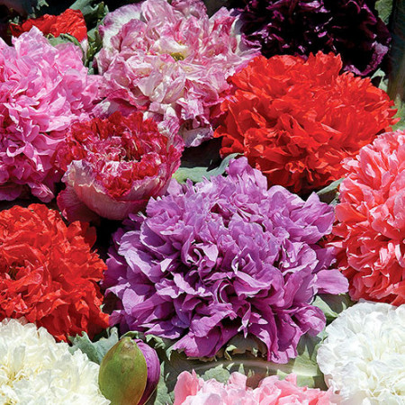 Mac paeony double mix