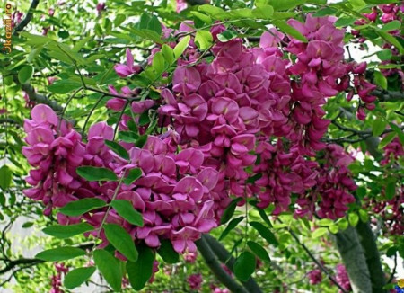 Salcam roz-Robinia Hispida