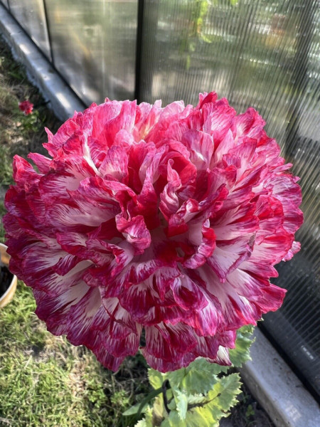 Mac Somniferum Flemish Antique