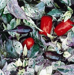 Ardei iute Tricolor variegata