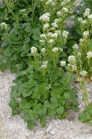 Lingureaua-Cochlearia officinalis