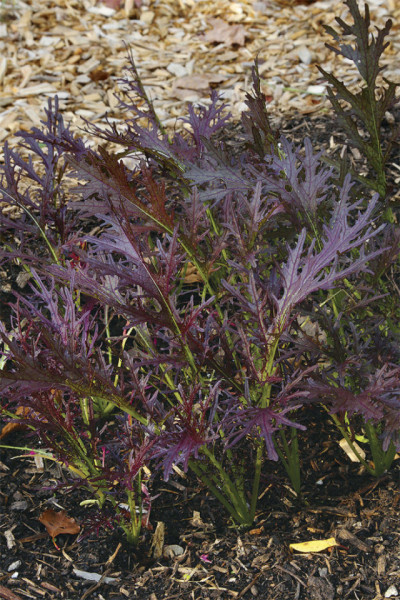 Mustar oriental Ruby Streaks