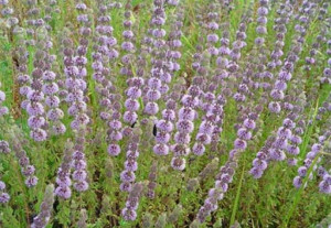  Busuiocul cerbilor-Mentha pulegium