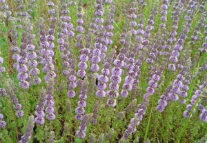  Busuiocul cerbilor-Mentha pulegium - Img 4