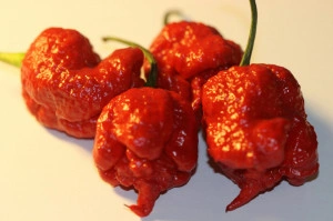 Ardei iute Carolina Reaper - Img 3