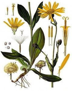 Arnica montana - Img 2