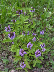 Busuioc de camp-Prunella Vulgaris