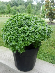 Busuioc Minette