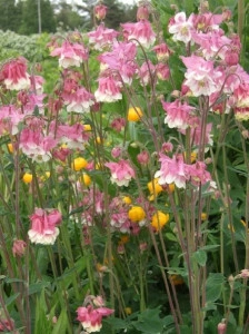 Caldarusa-Aquilegia vulgaris Pink Petticoat - Img 2