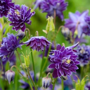 Caldarusa-Aquilengia vulgaris Christa Barlow