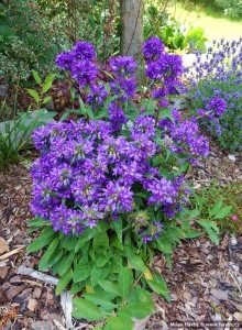 Campanula Glomerata Superba  - Img 3