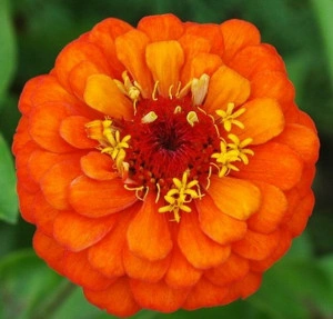Carciumareasa Portocalie