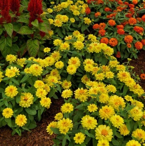 Carciumareasa Profusion double Yellow - Img 3