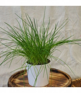 Ceapa de tuns-Chives