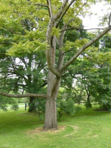 Cedru Chinezesc-Toona Sinensis - Img 7
