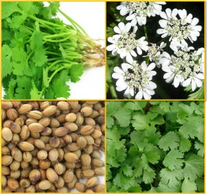 Coriandru-Coriandrum sativum