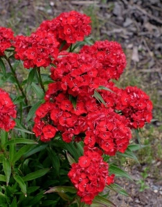 Dianthus barbatus-Garoafa turceasca Scarlet Beauty