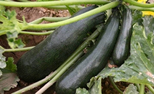 Dovlecel Zucchini-Black Beauty - Img 2