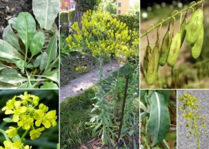 Drobusor-Isatis Tinctoria - Img 2