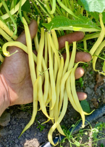 Fasole pitica fideluta galbena