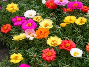 Flori de piatra-Portulaca Grandiflora mix