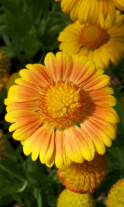 Gaillardia Aristata African Sunset 