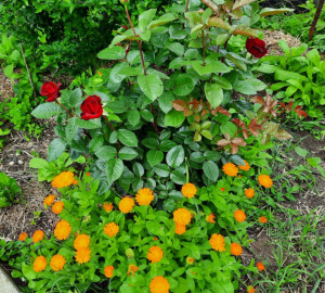 Galbenele-Calendula officinalis