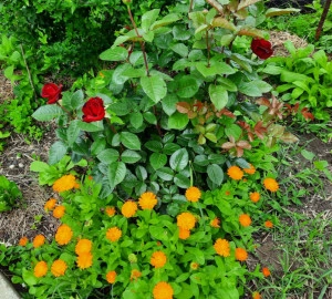 Galbenele-Calendula officinalis - Img 4