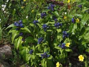 Gentiana Cruciata - Img 3