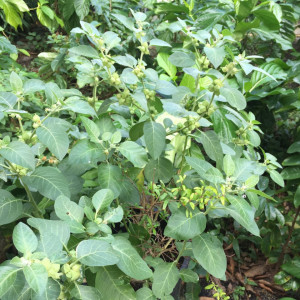 Ginseng Indian-Ashwaganda-Withania somnifera