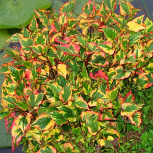 Houttuynia Cordata Cameleon