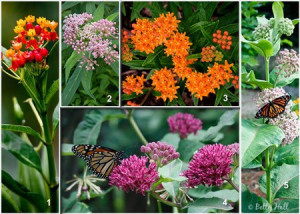 Iarba fluturilor-Asclepias incarnata