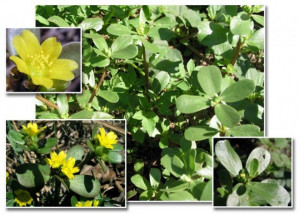 Iarba grasă-Portulaca oleracea