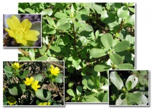 Iarba grasă-Portulaca oleracea - Img 5
