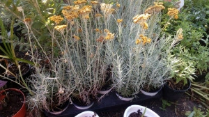 Imortela-Helichrysum arenarium-Siminoc - Img 3