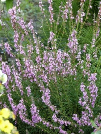 Isop roz-Hyssopus officinalis - Img 2