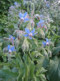 Limba mielului-Borago officinalis albastra - Img 2