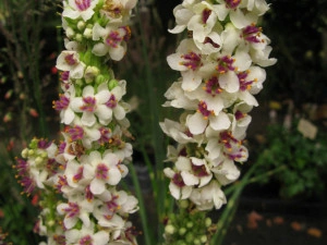 Lumanarica-Verbascum chaixii Wedding Candles
