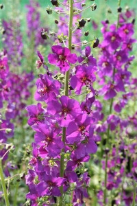 Lumanarica-Verbascum Phoeniceum Purple