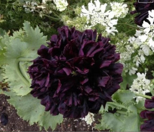 Mac Black Paeony