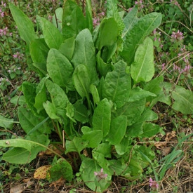 Macris-Rumex acetosa - Img 2