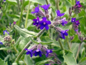 Miruta-Anchusa officinalis - Img 5