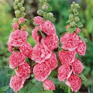Nalba de gradina Double Pink