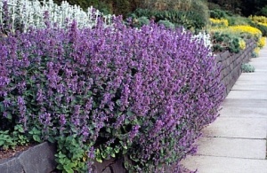 Nepeta mussini-Catmint
