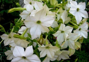 Nicotiana-Regina noptii alba