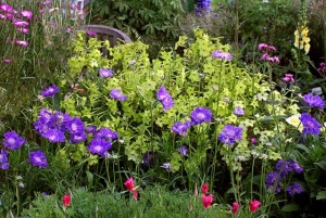 Nicotiana-Regina noptii Lime Green - Img 3