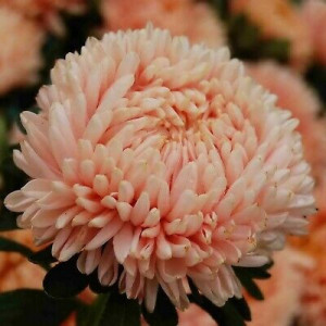 Ochiul boului-Callistephus chinensis Paeony Janina