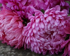 Ochiul boului-Callistephus chinensis Paeony Pink - Img 2
