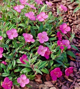 Oenothera Kunthiana Glowing Magenta
