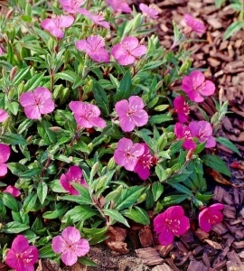 Oenothera Kunthiana Glowing Magenta - Img 3